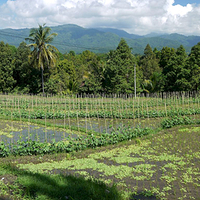 Photo de Bali - Banjar et Gitgit